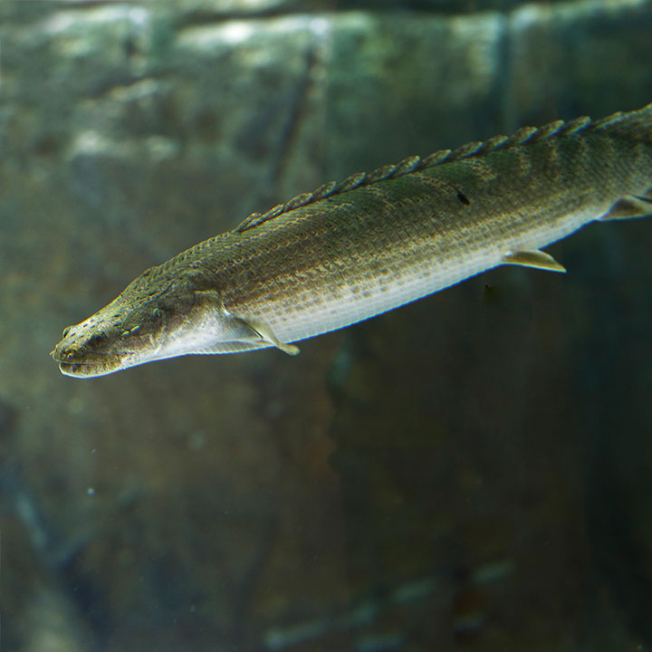 Lapradei bichir