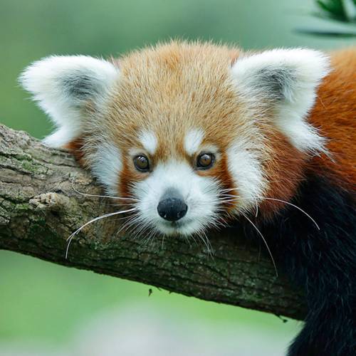 Red panda