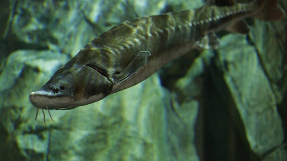 利用触觉找寻食物