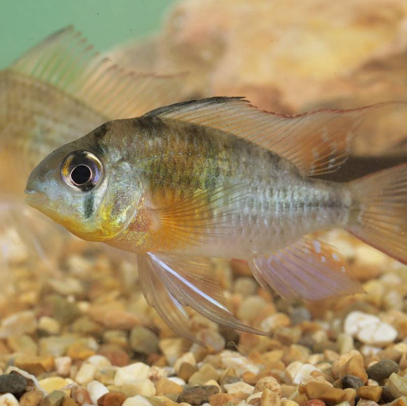 Bolivian ram cichlid