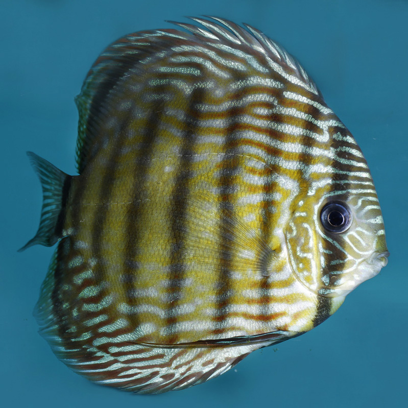 Discus