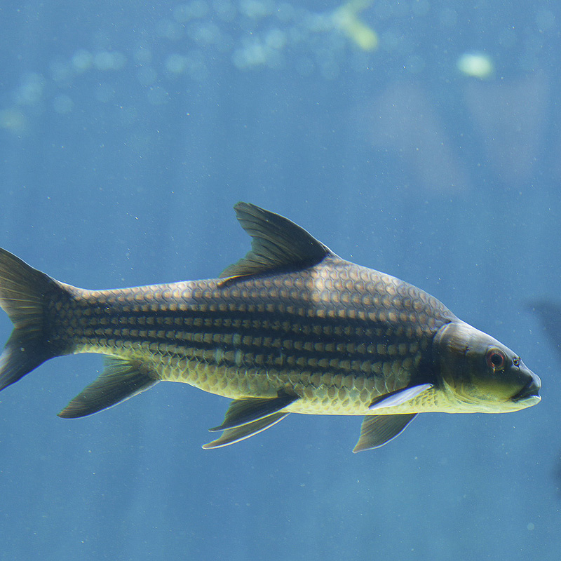 Jullien's golden carp