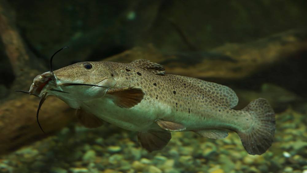 Giraffe catfish