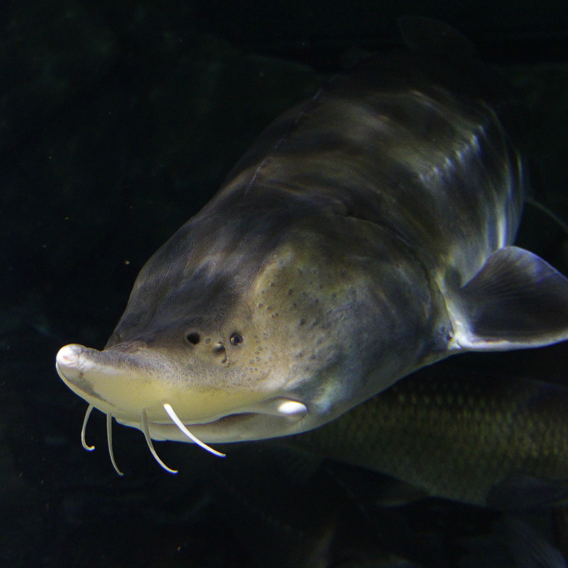 Sturgeon