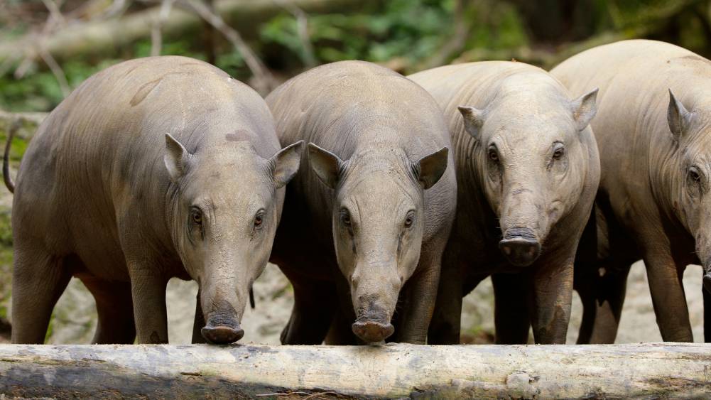Saving the babirusa's home