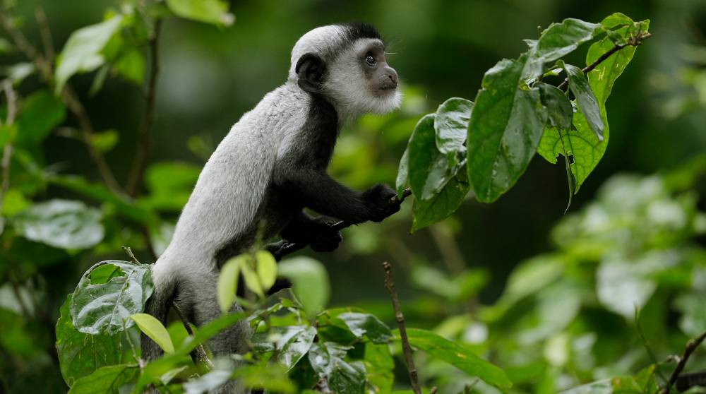 Coordinated conservation