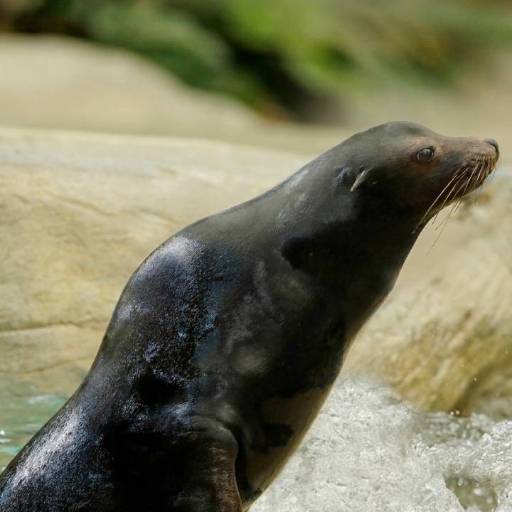 Californian Sea Lion