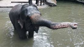 Intan (The feisty 'chilli padi')