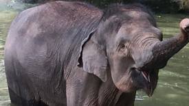 Aprila (Always gets her way)