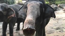 Jati (BFF of the matriarch)