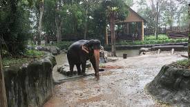 Komali (The Matriarch)