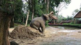 Gambir (Pampered and Pampering)