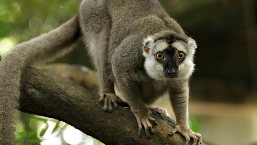 Brown lemur