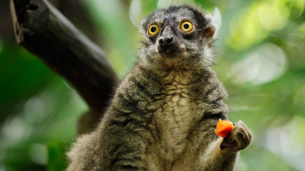 Threatened existence in the wild