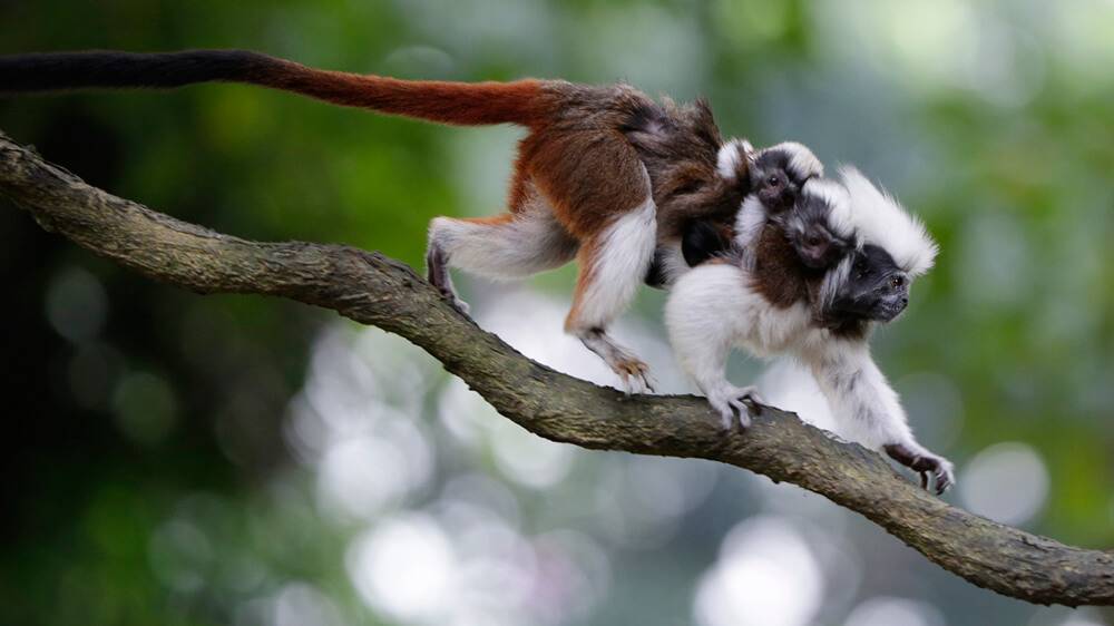 Cotton-top tamarin
