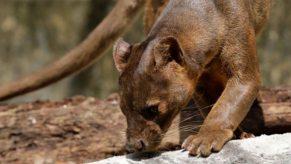 Fossa