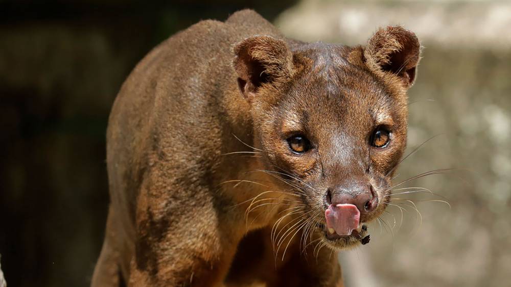 Fossa