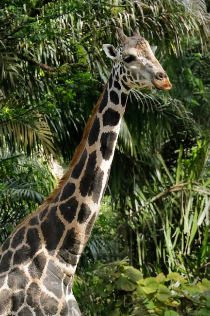 Giraffe