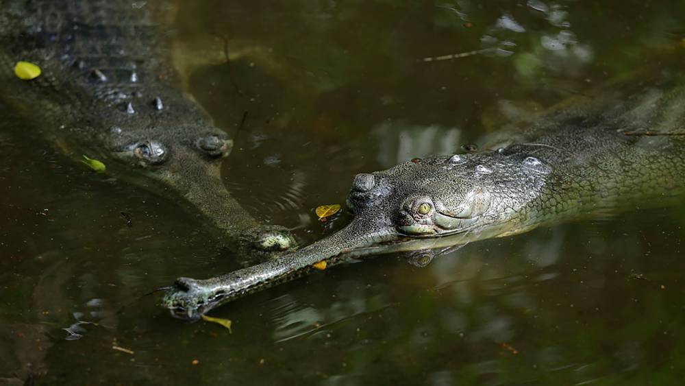 Gharial guardians
