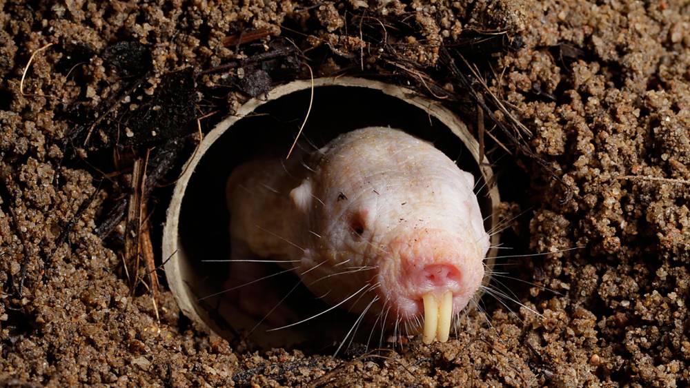 果糖代谢代替葡萄糖代谢