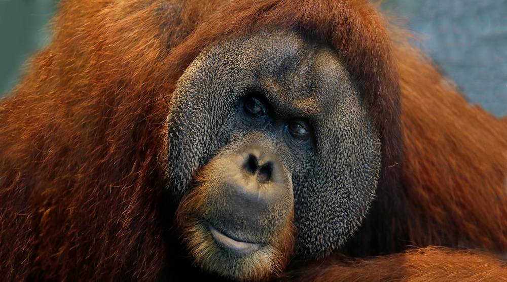 Safety net for the species