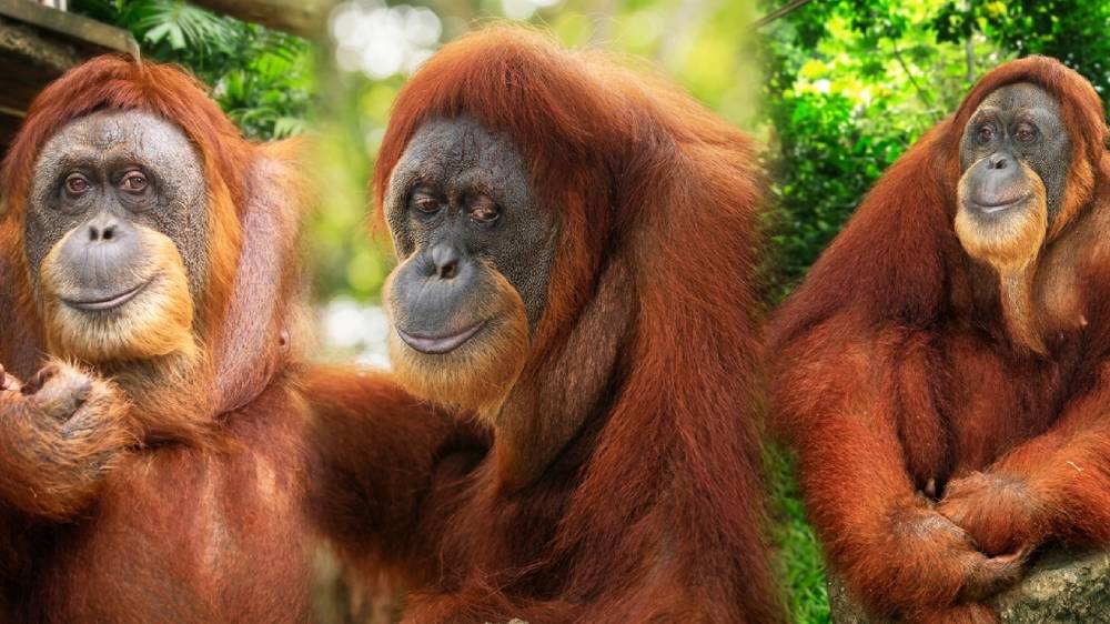 Ah Meng and her orangutan family legacy