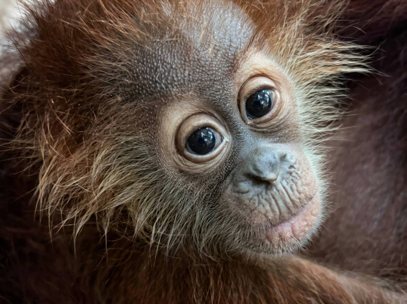 Ayaan the orangutan