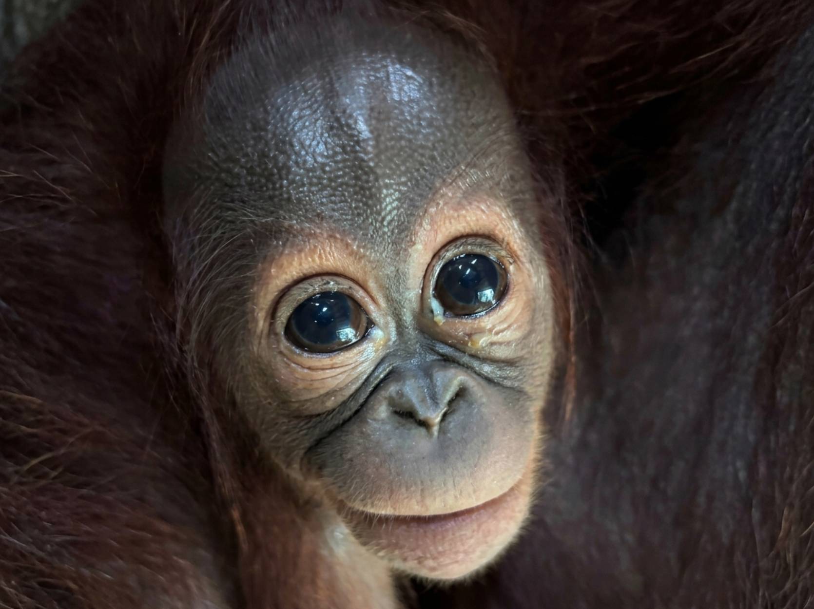 Lestari the orangutan