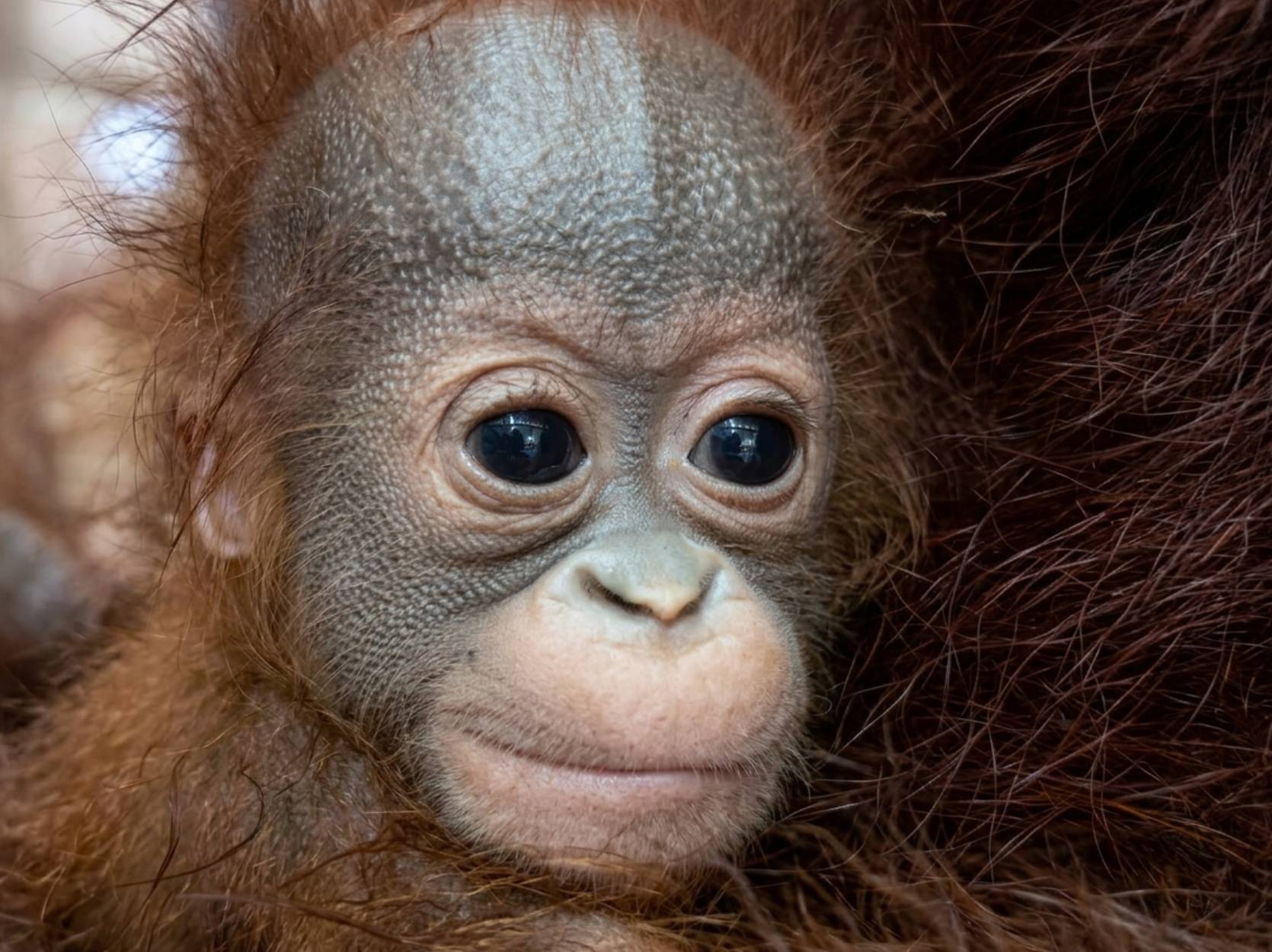 Lio the orangutan