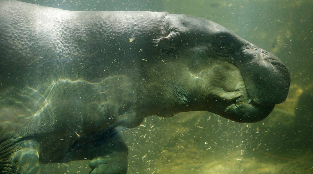 Pygmy hippo