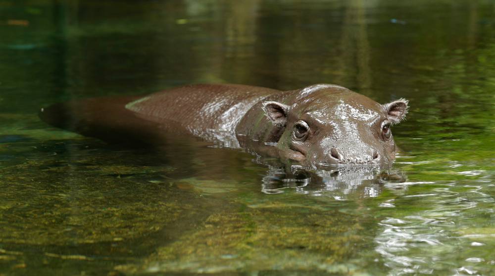 Pygmy hippo