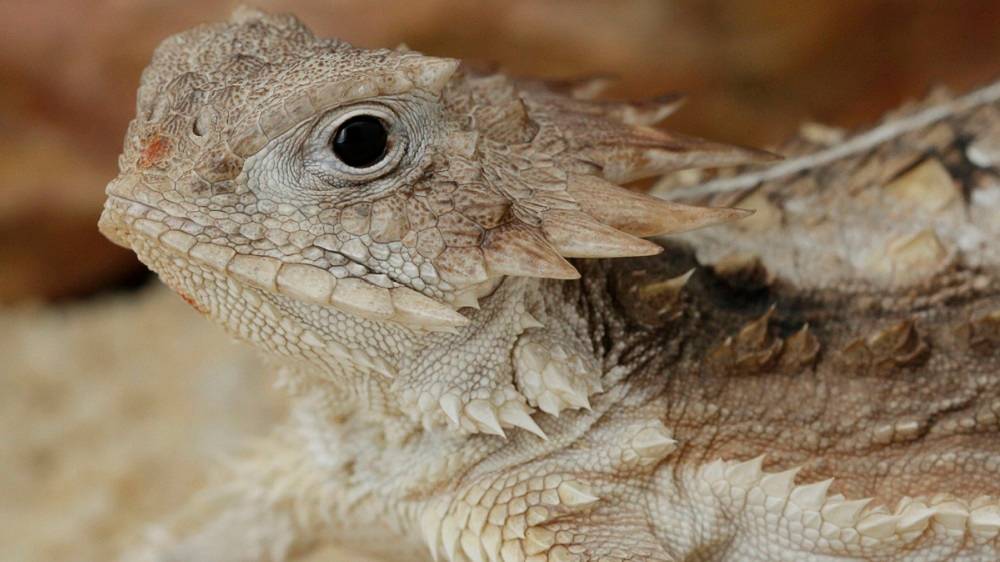 Regal horned lizard