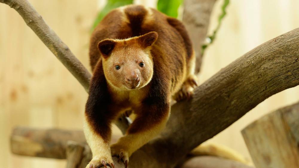 Tree kangaroo
