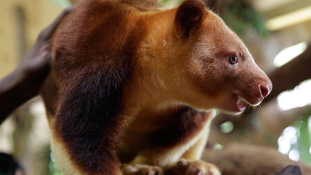 Tree kangaroo