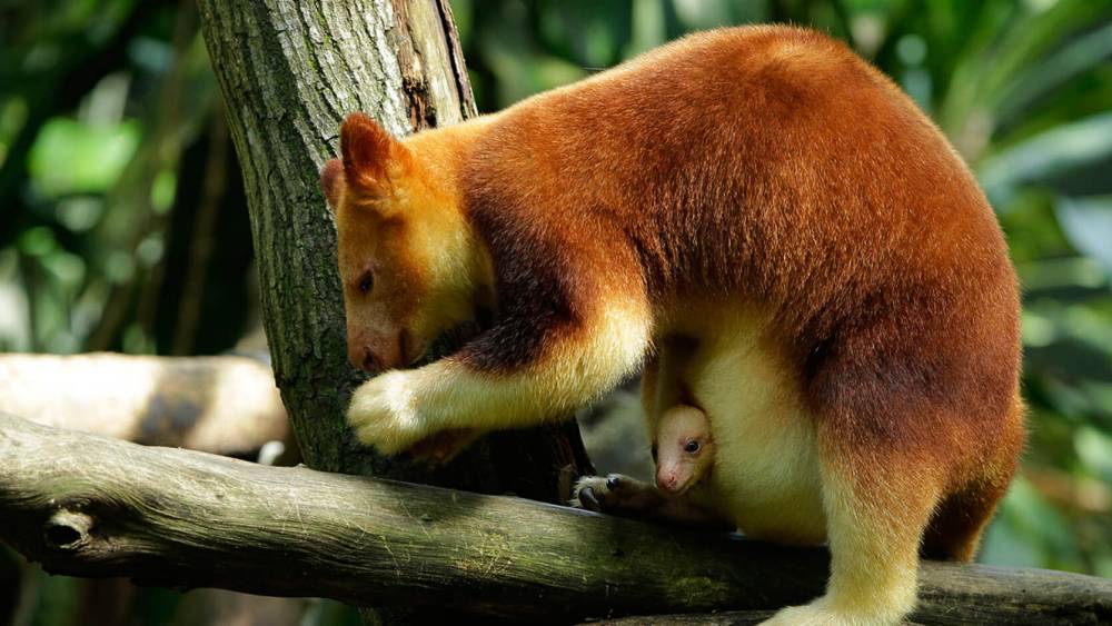 Tree kangaroo