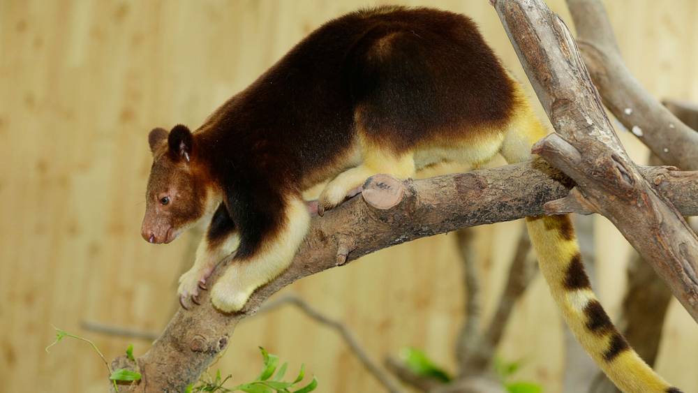 Tree kangaroo