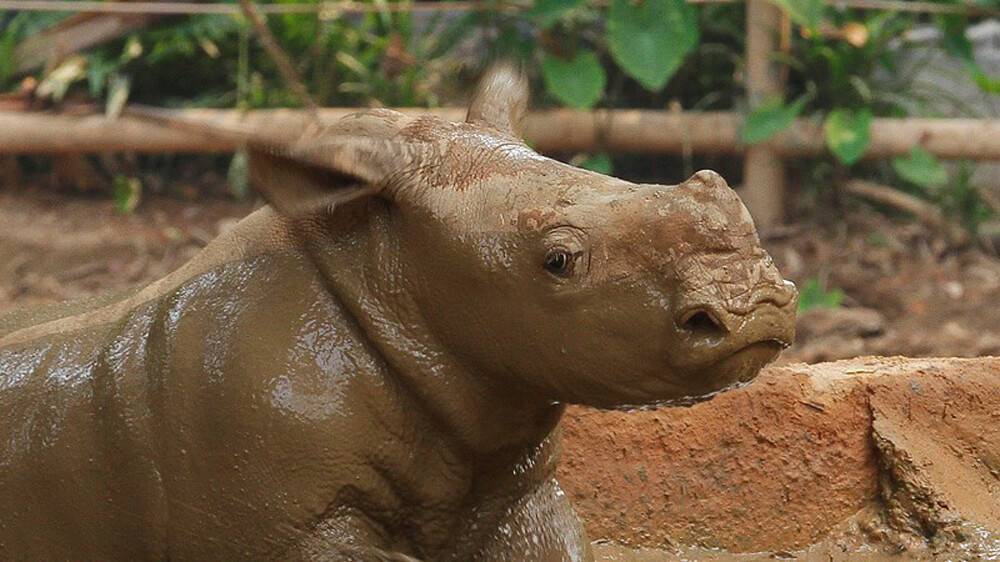 Inter-zoo breeding efforts