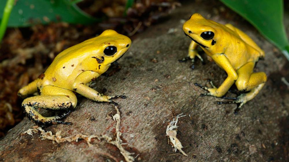 Keeping a species away from harm