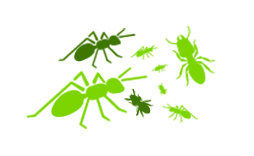 Termites and ants