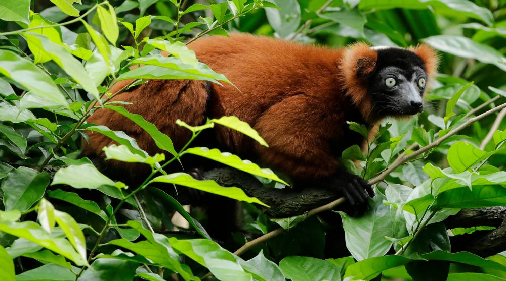 Red Ruffed Lemur