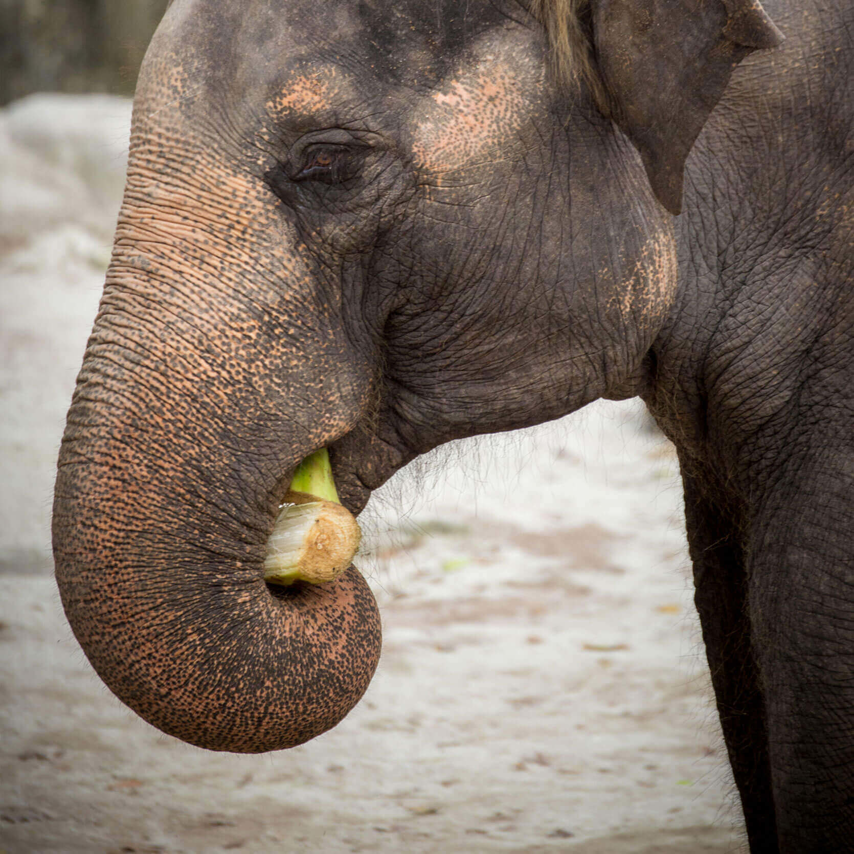 Elephants of Asia