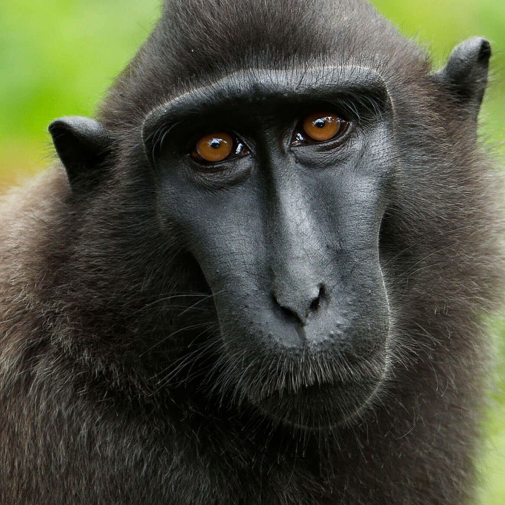 Celebes Crested Macaque