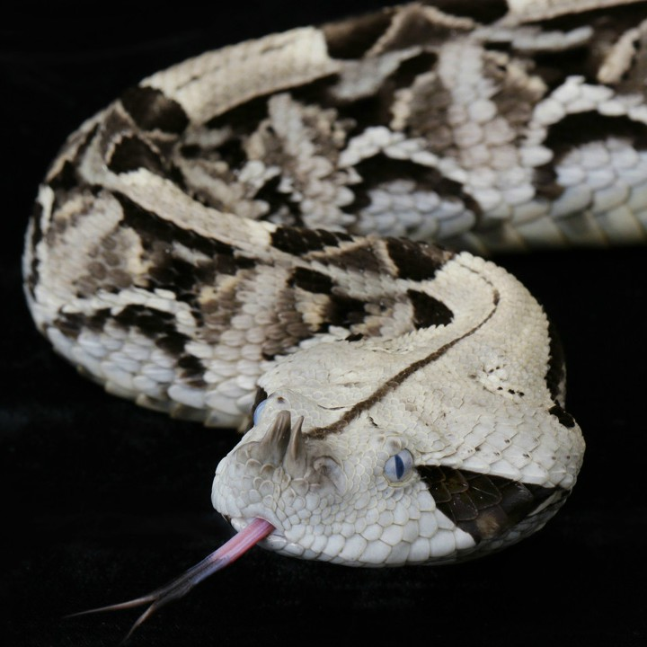 Gaboon Viper
