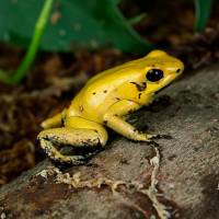 Golden Poison Frog