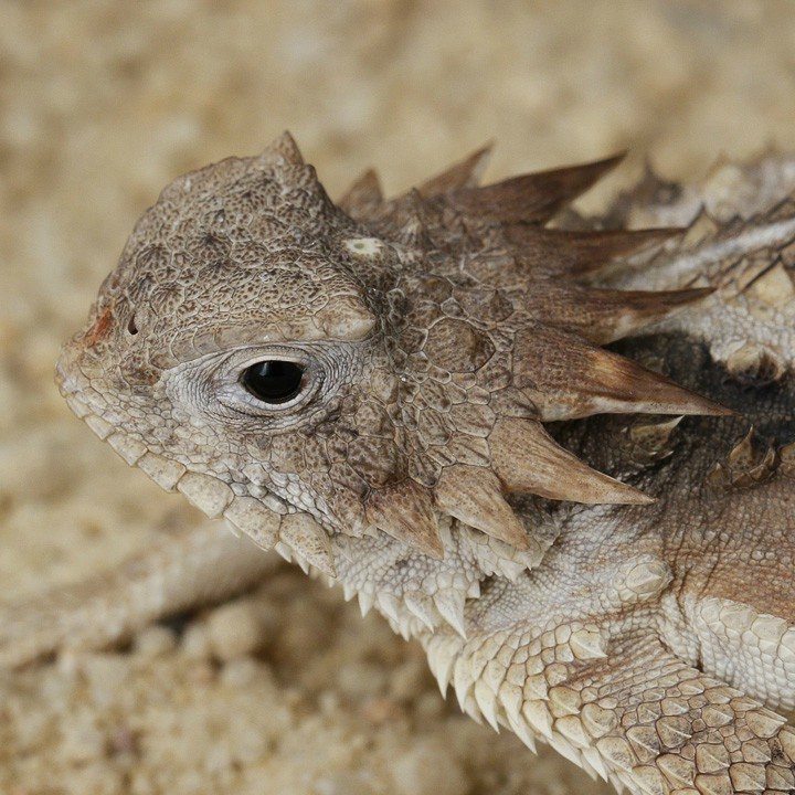 Regal Horned Lizard