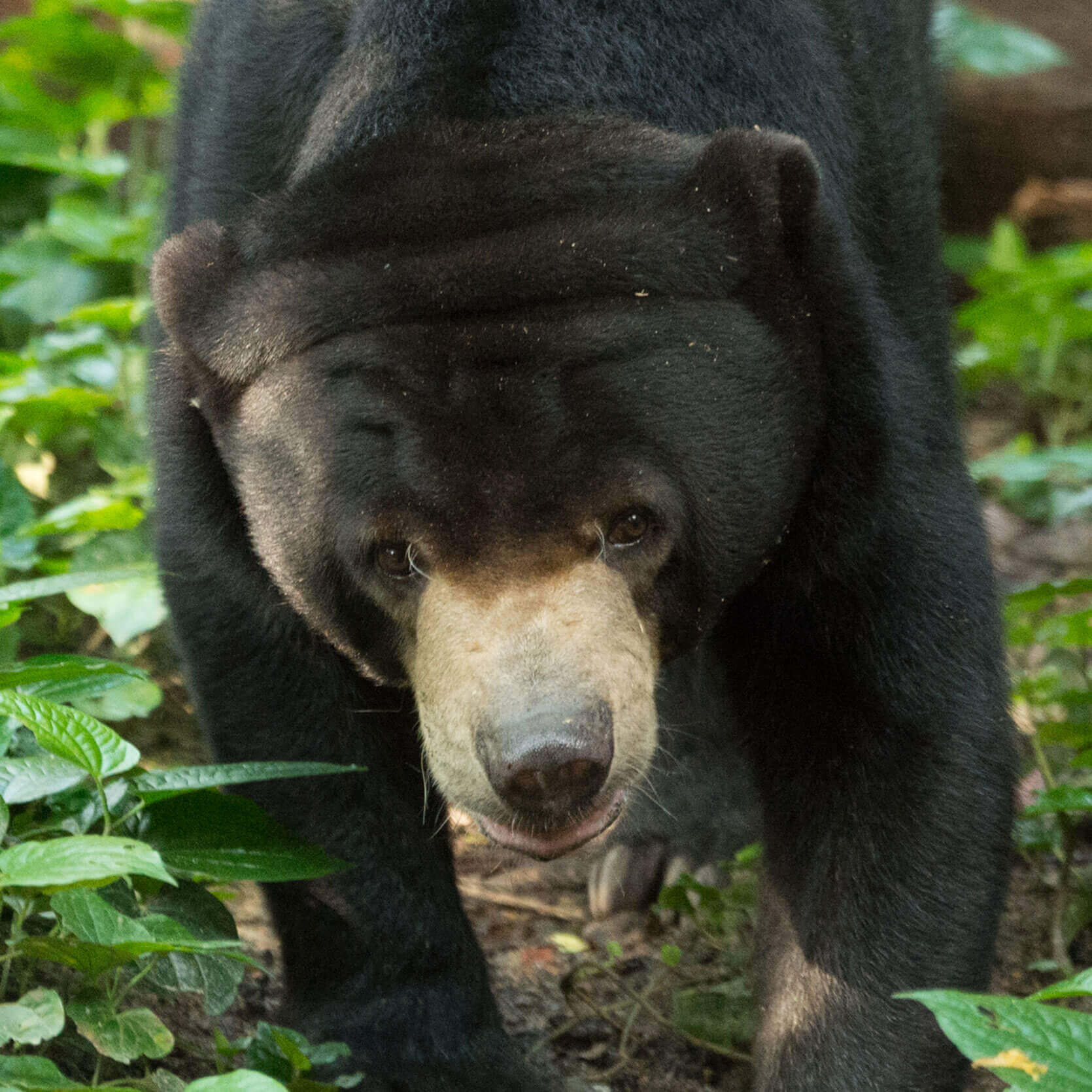 Sun Bear