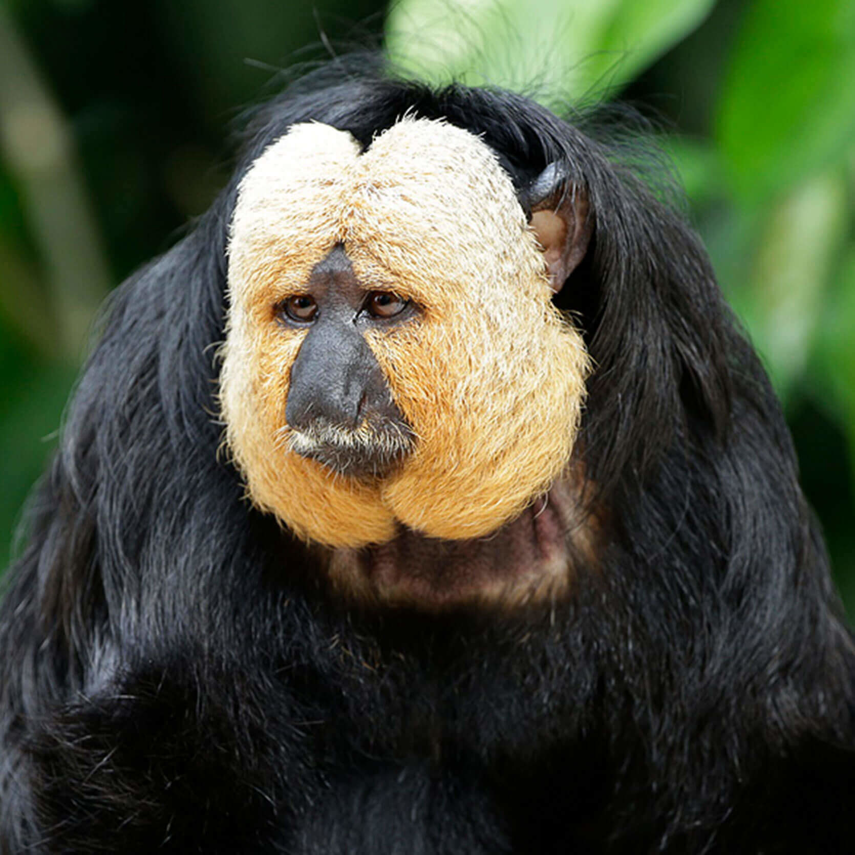 White-faced Saki Monkey