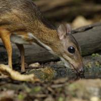 Mousedeer