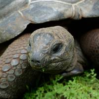 Aldabra Giant Tortoise