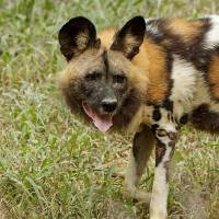 African Painted Dog